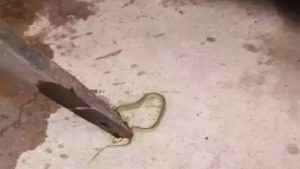 Muquém do São Francisco: Cobra é achada em bebedouro de escola após relatos de mal-estar em crianças - noticias, muquem-do-sao-francisco, bahia