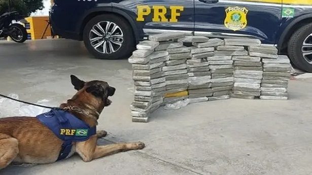 Vitória da Conquista: Com cão farejador, PRF encontra 89 kg de maconha em ônibus - vitoria-da-conquista, destaque