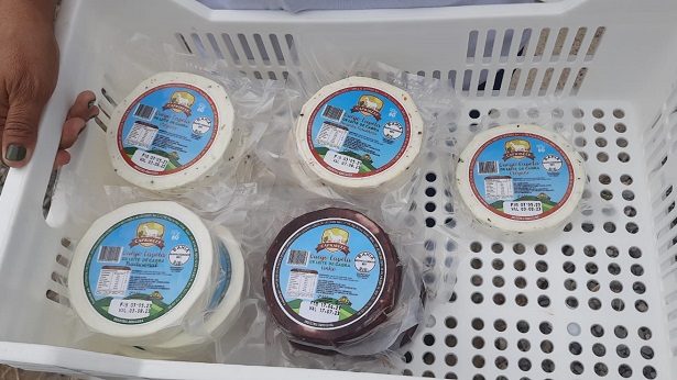 Curaçá: Unidade de beneficiamento de leite de cabra produz queijos premiados nacionalmente - curaca, bahia