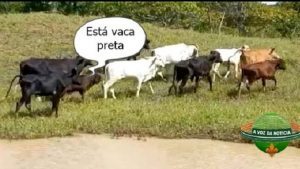 Brejões: Vaca e bezerro avaliados em R$ 7 mil são furtados - destaque, brejoes