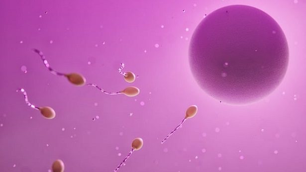 Congelamento de óvulos: conheça a técnica de preservação da fertilidade feminina e saiba quando ela é indicada - brasil