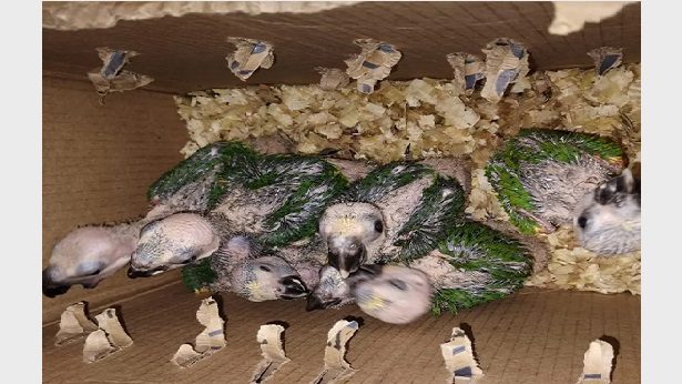 Lençóis: Dupla é presa por transportar mais de 40 aves silvestres em porta-malas de carro - lencois