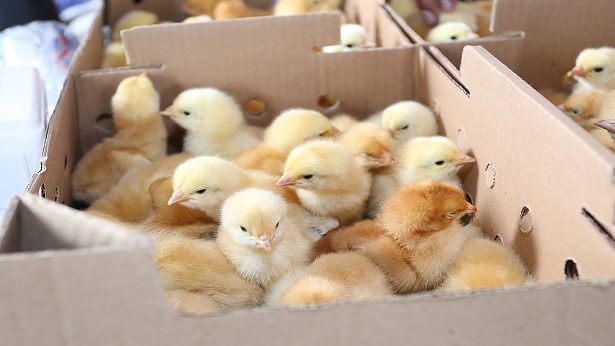 SAJ: Prefeitura realizou entrega de filhotes e kits de galinhas de postura - saj