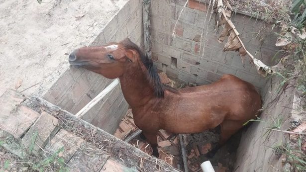 Dias d'Ávila: Égua é resgatada após cair em cisterna - dias-davila