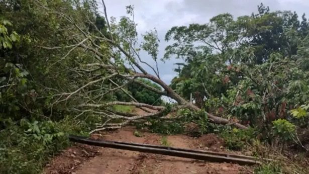 Laje: Temporal com ventania derruba árvores e postes na zona rural - noticias, laje