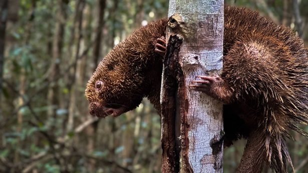 Espécie ameaçada de extinção e mais 31 animais silvestres são soltos em reserva na Bahia - noticias, brasil