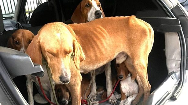 Foragido da justiça é preso em Santo Antônio de Jesus transportando cães em situação de maus-tratos - saj, destaque