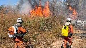 Bom Jesus da Lapa: Bombeiros militares da Operação Florestal atuam em incêndio na BA-160 - bom-jesus-da-serra, bahia