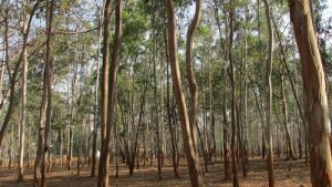 Cachoeira sediará o seminário 'Eucalipto: impactos e desafios para o Recôncavo da Bahia' - destaque, cachoeira, bahia