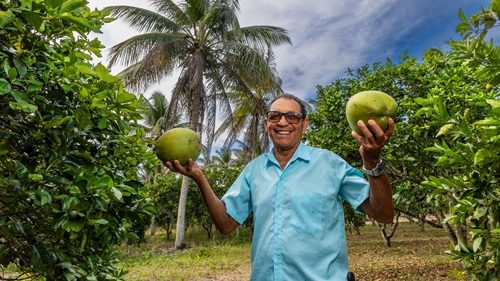 Acajutiba: Agricultores familiares se preparam pro verão aumentando produção de coco - mais-cidades, bahia