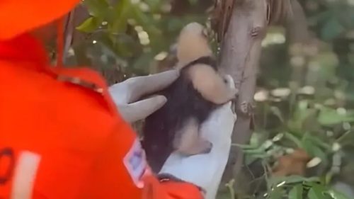 Corpo de Bombeiros resgata tamanduá perdido em Vera Cruz - vera-cruz, destaque