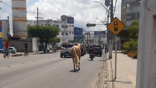 Cavalo foi visto perambulando no centro de Santo Antônio de Jesus neste domingo - saj