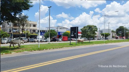 Animais soltos na BR-101 em Santo Antônio de Jesus - saj, noticias