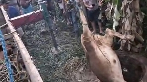 Boi sendo resgatado após cair em um poço de cerca de 25 metros na zona rural de Elísio Medrado.