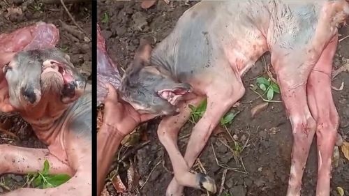 Bezerro nasce com duas bocas em propriedade rural