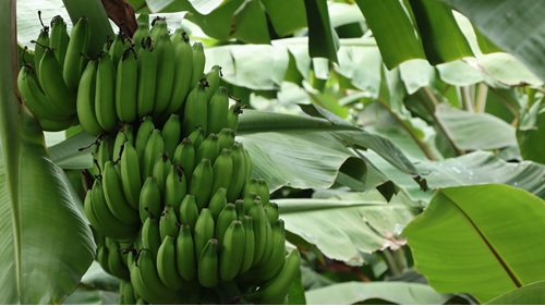 Produção de bananas em Bom Jesus da Lapa, na Bahia
