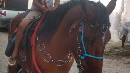 Cavalo mestiço caramelo escuro furtado na zona rural de Santo Antônio de Jesus