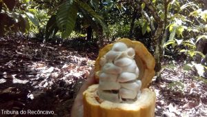 Cacau produzido na Bahia e cadeia produtiva do chocolate no Sul da Bahia