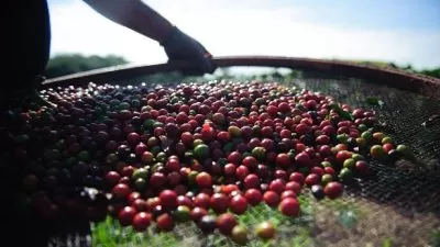 Grãos de café em destaque representando a produção cafeeira