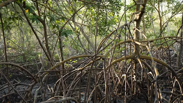 Maragogipe sedia fórum internacional de educação ambiental em áreas de manguezais - inscrições abertas - noticias, maragojipe