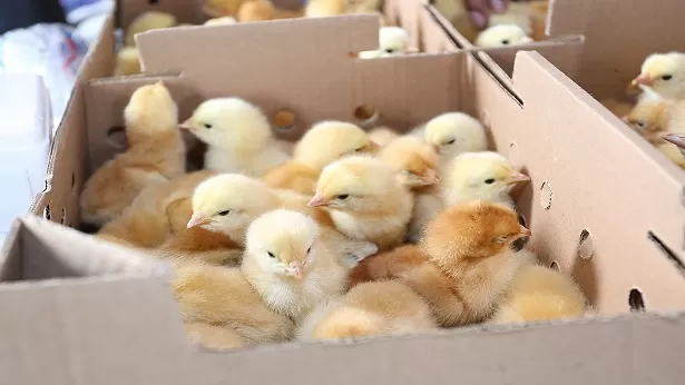 SAJ: Prefeitura realizou entrega de filhotes e kits de galinhas de postura - saj