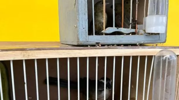 SAJ: PRF resgata pássaros silvestres transportados irregularmente em ônibus de turismo - saj, destaque