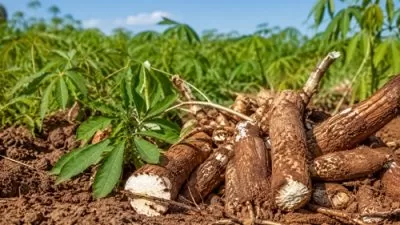 Colheita de mandioca em área rural com raízes expostas no solo