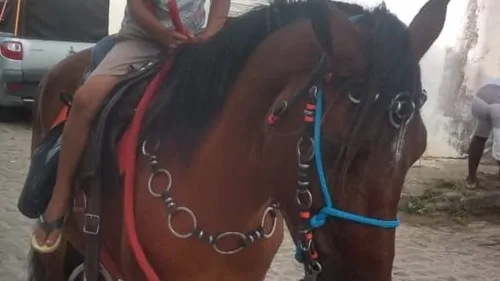 Cavalo mestiço caramelo escuro furtado na zona rural de Santo Antônio de Jesus