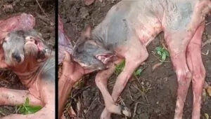 Bezerro nasce com duas bocas em propriedade rural